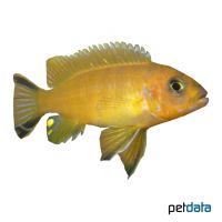 Doctor's Cichlid (Metriaclima sp. 'Daktari')