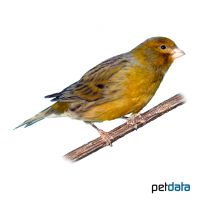 Domestic Canary ♀ (Serinus canaria f. dom.)