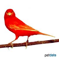 Domestic Canary-Dark Red ♂ (Serinus canaria f. dom.)