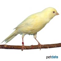 Domestic Canary-Fife Fancy (Serinus canaria f. dom.)