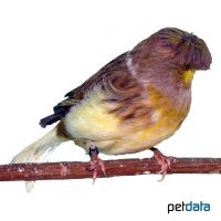 Domestic Canary-Gloster Corona ♀ (Serinus canaria f. dom.)