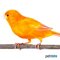 Domestic Canary-Orange ♀ (Serinus canaria f. dom.)