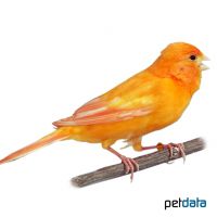 Domestic Canary-Orange ♂ (Serinus canaria f. dom.)