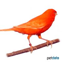 Domestic Canary-Red ♂ (Serinus canaria f. dom.)