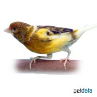 Domestic Canary-Spotted ♀ (Serinus canaria f. dom.)