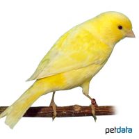 Domestic Canary-Yellow ♀ (Serinus canaria f. dom.)