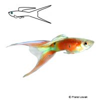 Double Sword Guppy (Poecilia reticulata 'Double Sword')