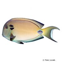 Doubleband Surgeonfish (Acanthurus tennentii)