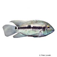 Doublespot Acara (Aequidens pallidus)