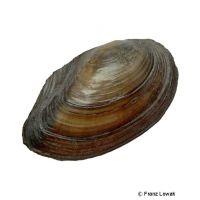 Duck Mussel (Anodonta anatina)