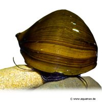 Dusky Nerite (Neritina pulligera)