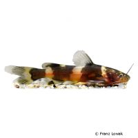 Dwarf Bumblebee Catfish (Pseudomystus leiacanthus)
