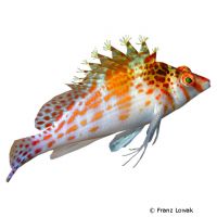 Dwarf Hawkfish (Cirrhitichthys falco)