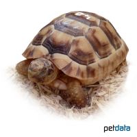 Dwarf Marginated Tortoise (Testudo marginata weissingeri)