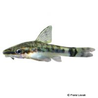 Dwarf Otocinclus (Otocinclus macrospilus)