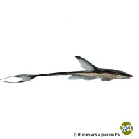 Dwarf Royal Twig Catfish (Sturisomatichthys leightoni)