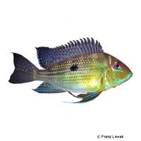 Eartheater Cichlid (Geophagus argyrostictus)