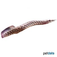 East African Spiny Eel (Mastacembelus frenatus)