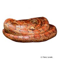 Eastern Corn Snake (Pantherophis guttatus)