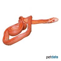 Eastern Corn Snake Stripes (Pantherophis guttatus)