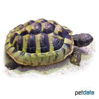 Eastern Hermann's Tortoise (Testudo hermanni boettgeri)
