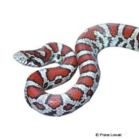 Eastern Milk Snake (Lampropeltis triangulum)