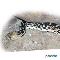 Eastern Pine Snake (Pituophis melanoleucus)