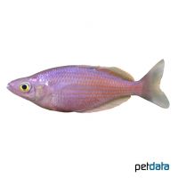 Eastern Rainbowfish (Melanotaenia splendida)