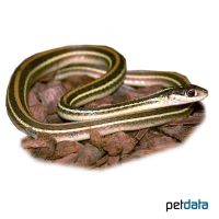 Eastern Ribbon Snake (Thamnophis sauritus sauritus)