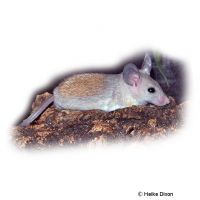 Eastern Spiny Mouse (Acomys dimidiatus)