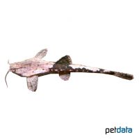 Ecuador Banjo Catfish (Bunocephalus knerii)