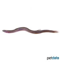 Eel Loach (Pangio anguillaris)