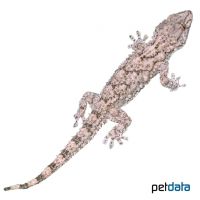 Egyptian Common Wall Gecko (Tarentola mindiae)
