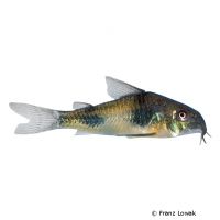 Ehrhardt's Corydoras (Corydoras ehrhardti)