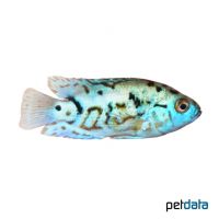 Electric Blue Dempsey (Rocio octofasciata 'Blue Dempsey')