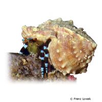 Electric Blue Hermit Crab (Calcinus elegans)