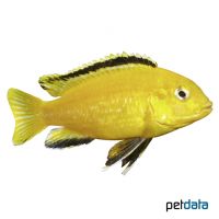 Electric Yellow Cichlid (Labidochromis caeruleus)