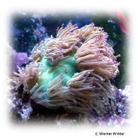 Elegance Coral Purple Tip (LPS) (Catalaphyllia jardinei 'Purple Tip')