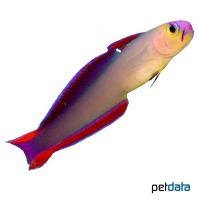 Elegant Firefish (Nemateleotris decora)