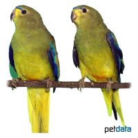 Elegant Parrot (Neophema elegans)