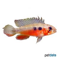 Elisabeth's Dwarf Cichlid (Apistogramma elizabethae)