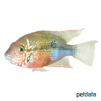 Elliot's Cichlid (Thorichthys maculipinnis)