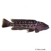 Elongated Lamprologus (Lepidiolamprologus elongatus)