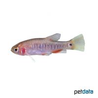 Emerald Dwarf Rasbora (Danio erythromicron)