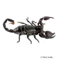 Emperor Scorpion (Pandinus imperator)