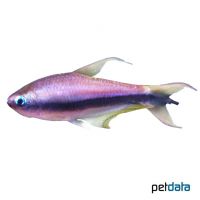 Emperor Tetra (Nematobrycon palmeri)