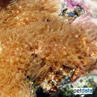 Encrusting Gorgonian (Erythropodium caribaeorum)