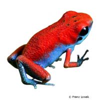 Escudo Poison Dart Frog (Oophaga sp. 'Escudo')