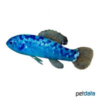 Everglades Pygmy Sunfish (Elassoma evergladei)