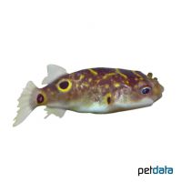 Eyespot Pufferfish (Dichotomyctere ocellatus)
